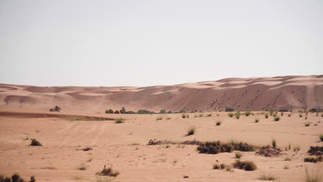 jeep 4x4 conduciendo a través del desierto de wahiba en omán con camellos