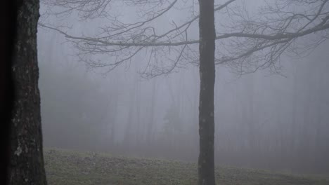 Niebla-Moviéndose-A-Través-De-Las-Ramas-Del-Bosque-Moviéndose-En-Cámara-Lenta-De-Mano