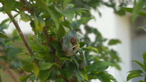 Chameleon-on-a-tree-in-the-jungle,-licking-water-from-a-leaf,-Madagaskar,-Nosy-Be,-Africa