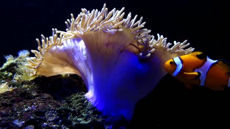 orange clownfish or clown anemonefish, amphiprion percula, playing in its home in sea anemone, close view