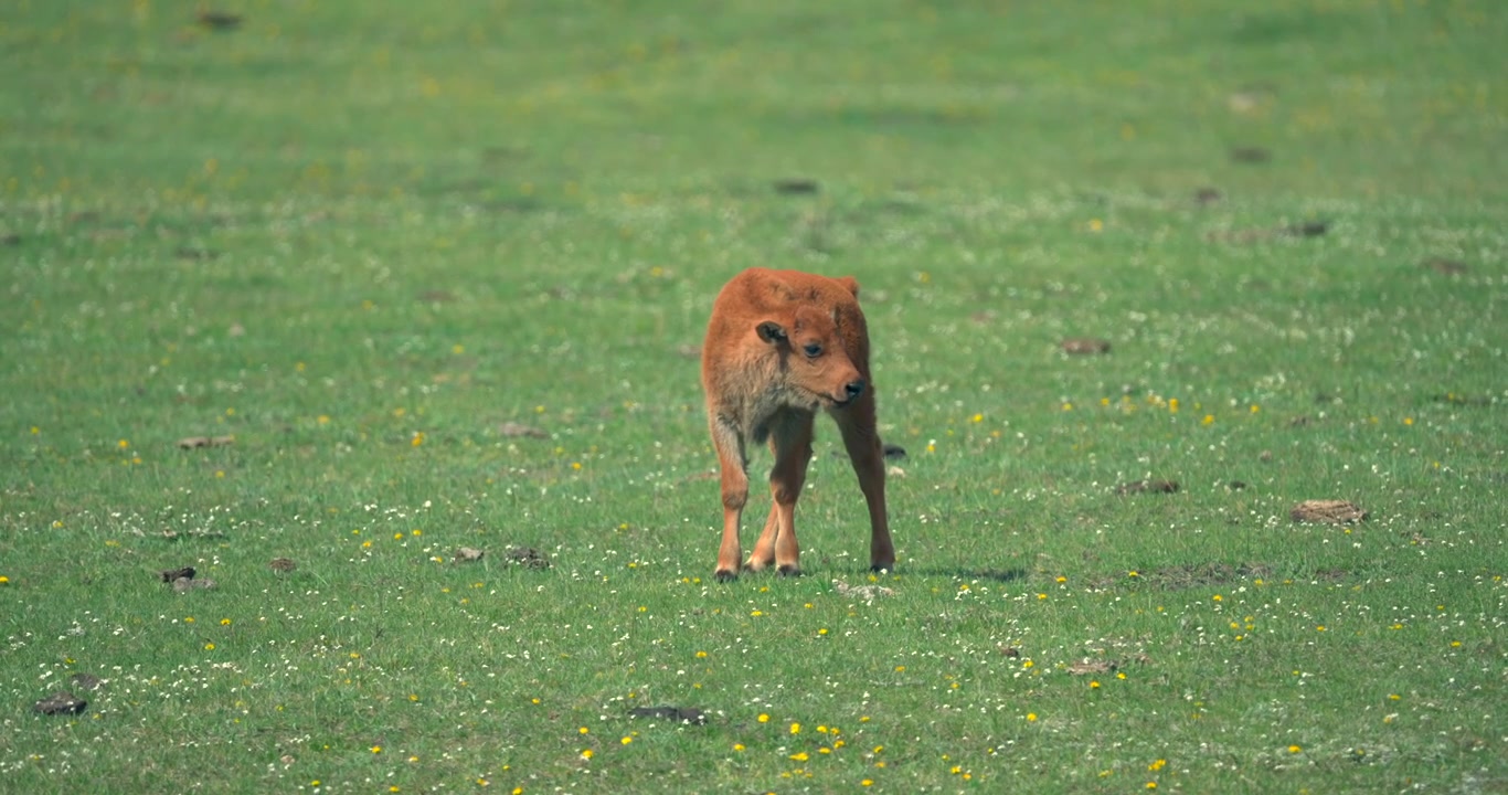 Um filhote de bisão estava sozinho, olhando ao redor, fotografado no Parque Nacional de Yellowstone.