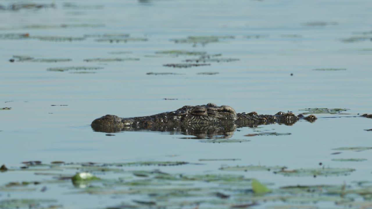 Medium shot of a Nile crocodile's head while the animal is swimming through a river, Chobe National Park
