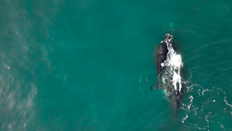 Una-Cría-De-Ballena-Franca-Nada-Sobre-Las-Mamás-En-El-Océano-Aguamarina,-Toma-Aérea-Desde-Arriba