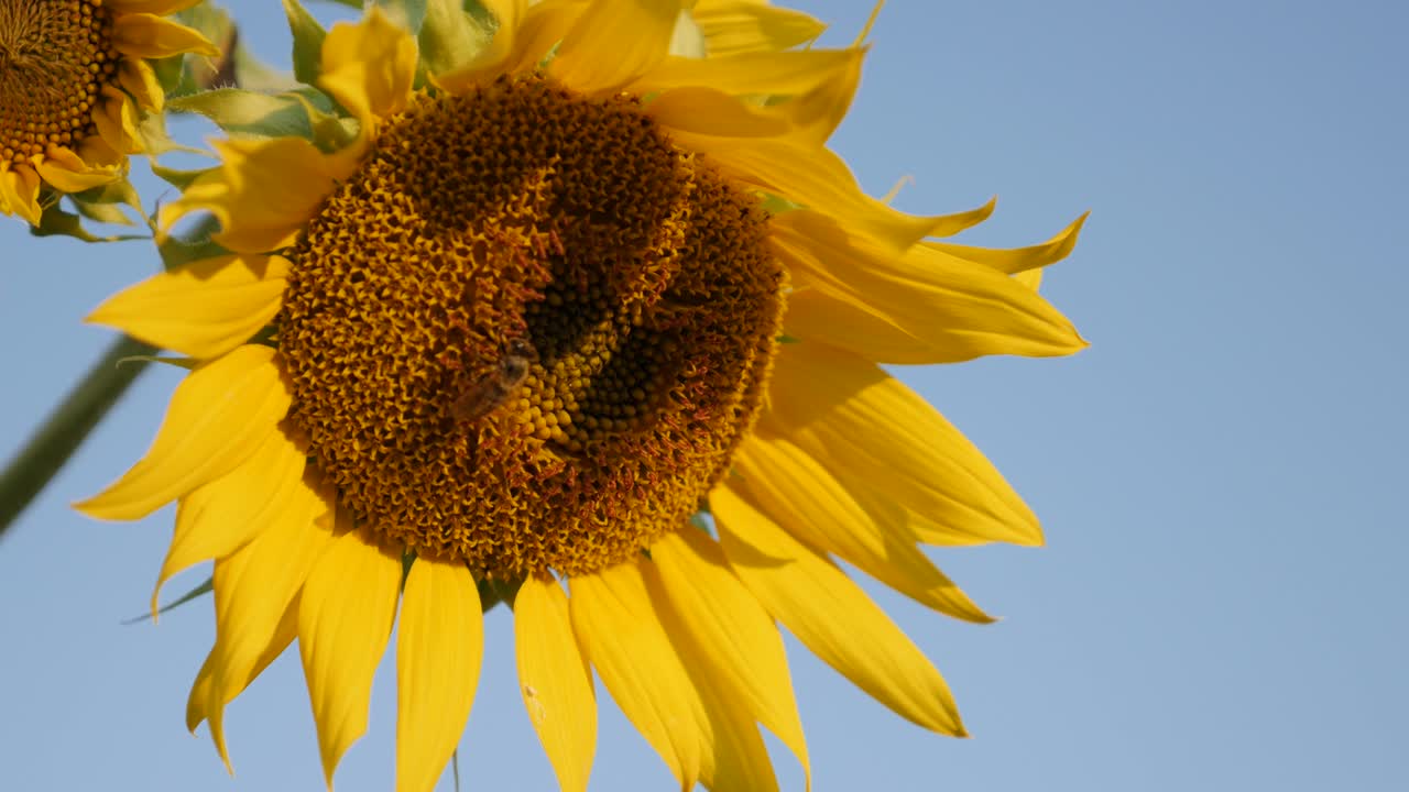 una gran planta de girasol amarillo (helianthus annuus) en cámara lenta