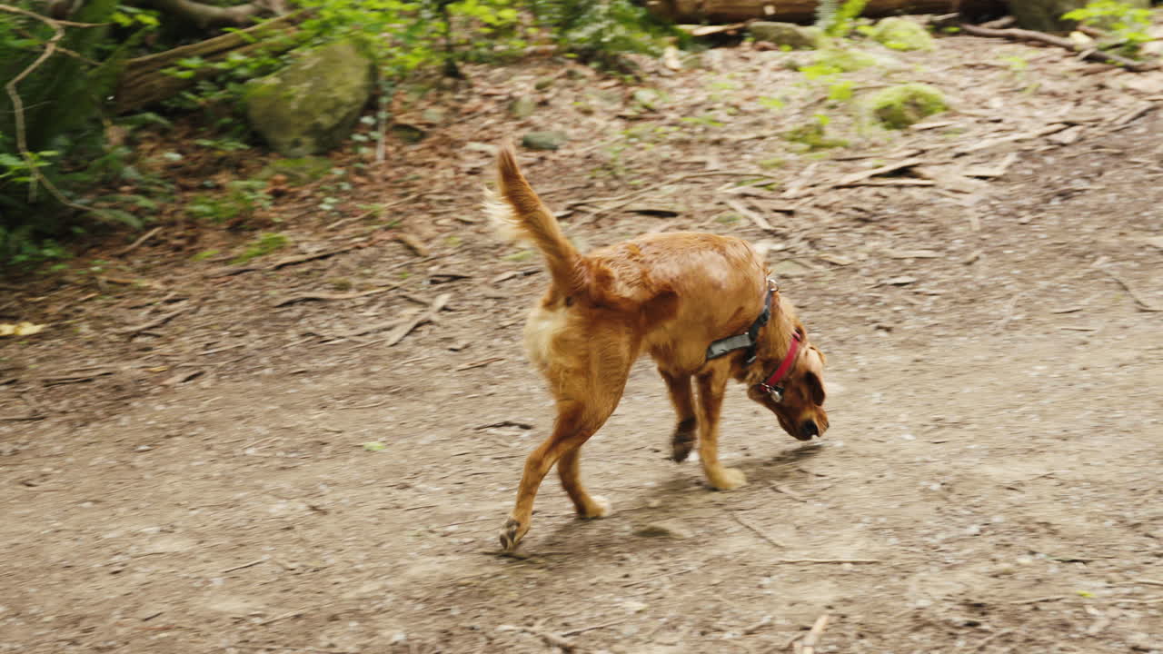 cachorro de golden retriever deambulando por el sendero del bosque