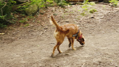 golden retriever puppy wandering off through forest trail