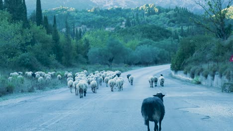 sheep crossing a road in a mountainous landscape