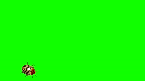escarabajo de colorado en pantalla verde cg animado, bucle sin costuras