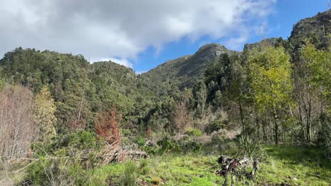 mountains of constantia in cape town, south africa