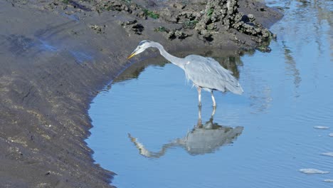 Ein-Großer-Blaureiher-Bei-Billy-Frank-Jr