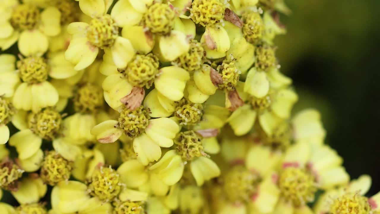 primer plano de las flores amarillas en el jardín de la costa dorada