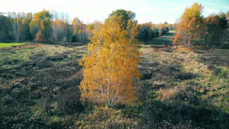 Luftwald-In-Erstaunlichen-Herbsttönen-Mit-Einer-Straße,-Die-Sich-Unter-Baumwipfeln-Versteckt