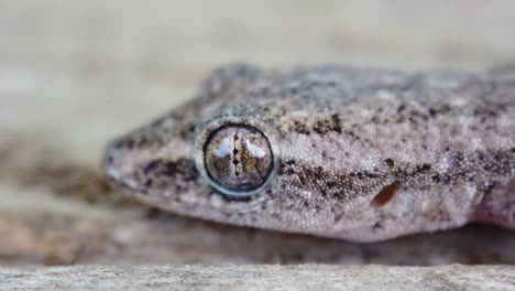 Vista-Panorámica-De-Cerca-De-La-Cabeza-Y-El-Cuerpo-Del-Lagarto-Gecko-Moteado