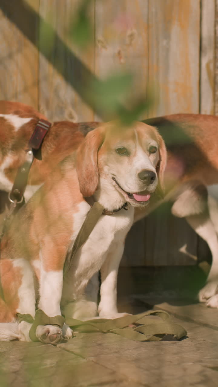 Two dogs behind net, one sitting calmly while other stands, looking through wooden door, dogs appear relaxed in outdoor setting, with chain-link fence, weathered building, and greenery around