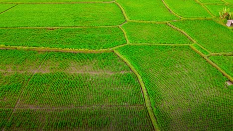 drone flying over rice fields ready for cultivation