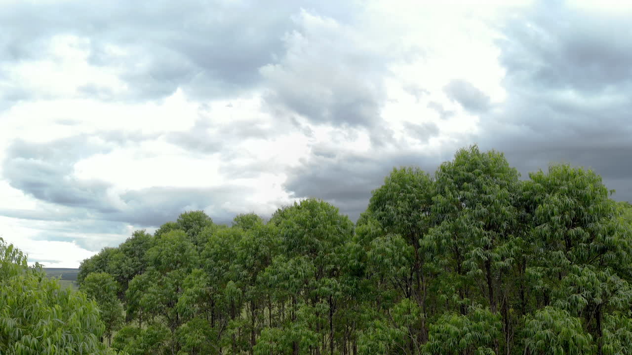 브라질의 유칼립투스 농장