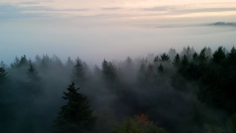 Mañana-Nublada-Sobre-Un-Oscuro-Bosque-Otoñal