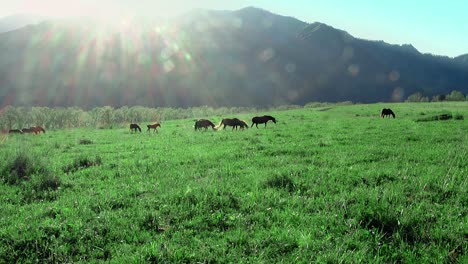 los caballos pastan en el prado