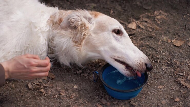 Ein weißer Hund trinkt Wasser aus einem blauen Napf auf dem Boden, während ein Arm danach greift. Die Szene spielt draußen mit Erde und Blättern und konzentriert sich auf die Tierpflege in der Natur.