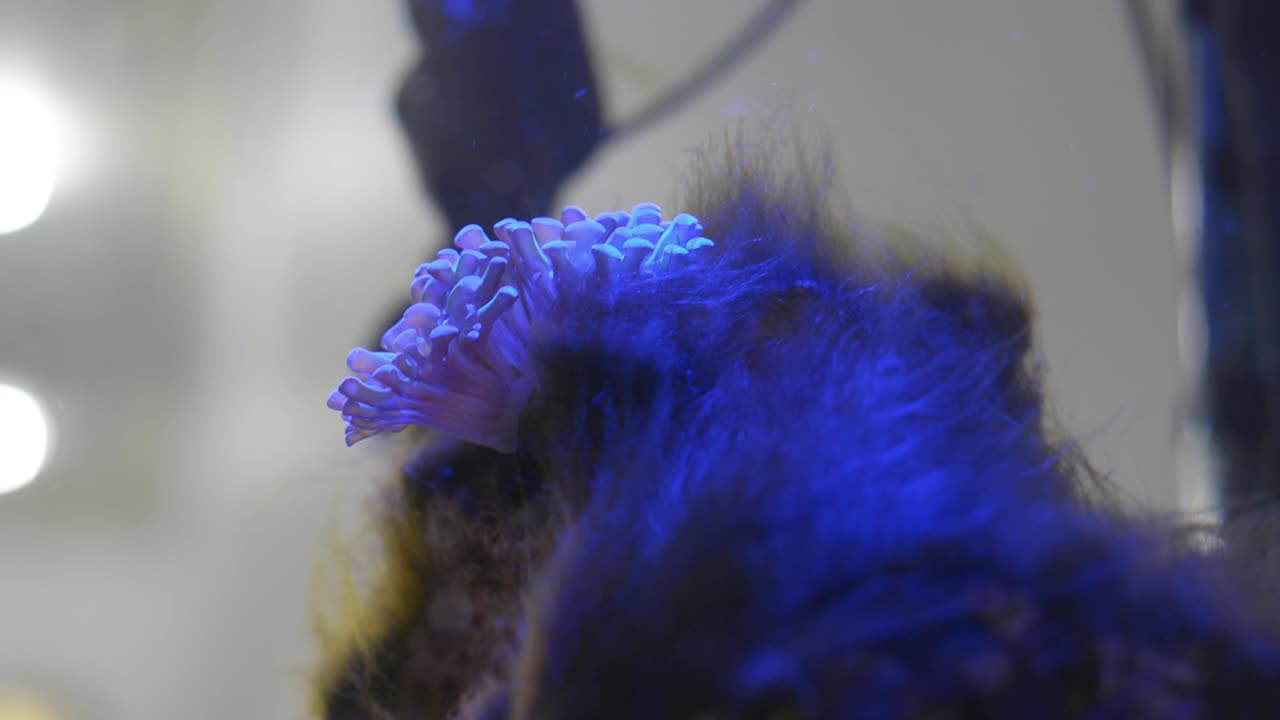 아름다운 해머 산호 - 파란색 led 조명이 있는 암초 탱크의 수류에 흐르는 녹색 머리 조류