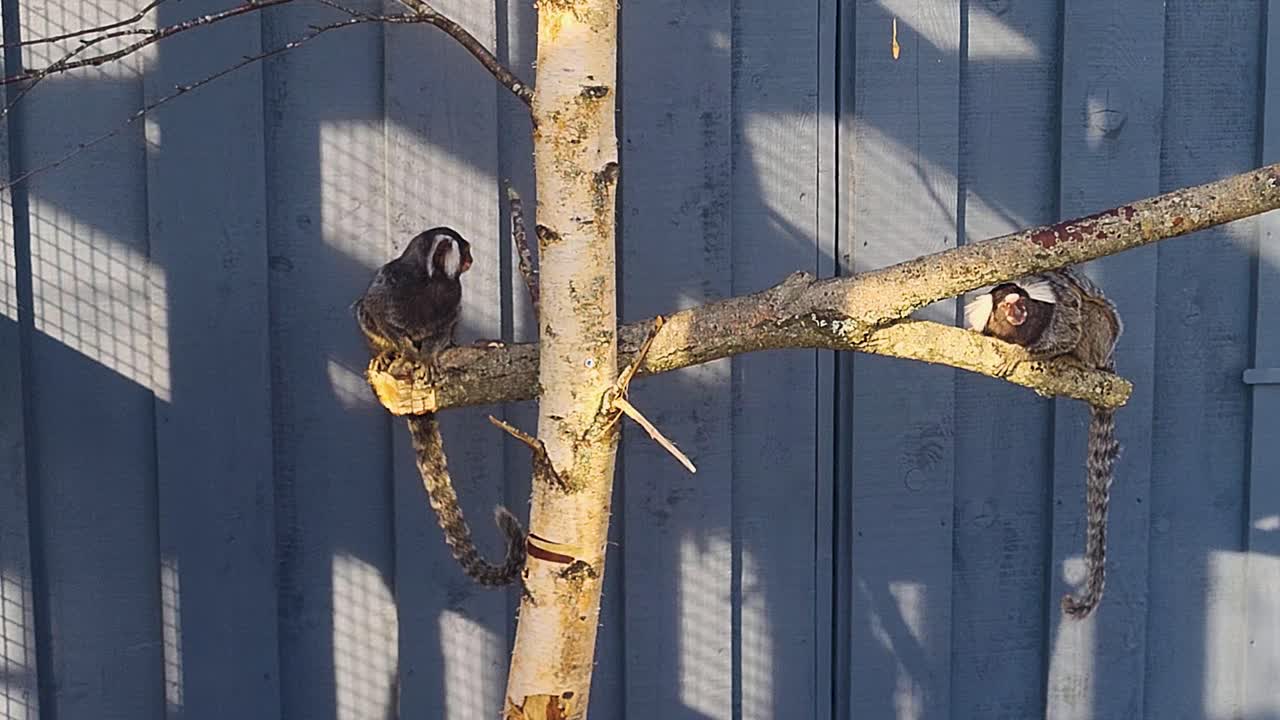 Marmoset monkey sitting on tree branch with grey wall background, small exotic primate in natural habitat, tropical wildlife closeup footage, adorable monkey resting outdoors in jungle environment