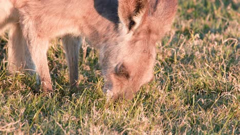 a young kangaroo joey feeds on grass in a sunlit open field, captured with warm natural lighting and steady close-up camera framing