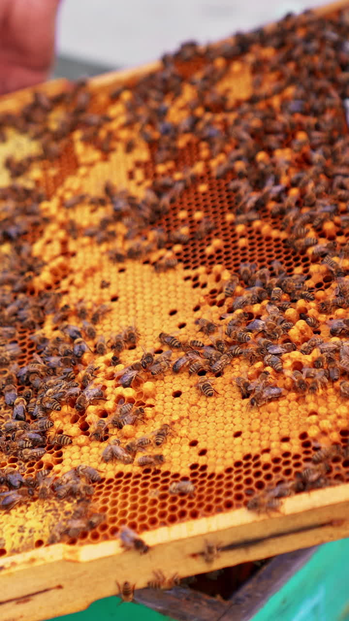 Wooden frames for beekeeping. Beekeeping specialist working with beehives. Vertical video