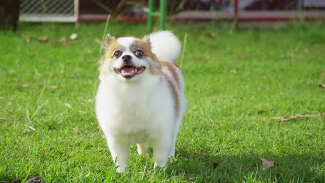 fluffy pedigree pomeranian dog walking on a green lawn