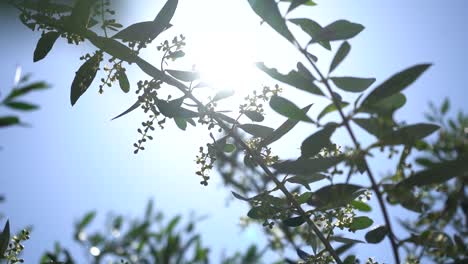 Οlive-branches-combined-with-sun-all-reminiscent-of-spring