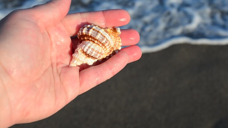 Sea cockleshell in a hand. Beach. Shooting on the beach
