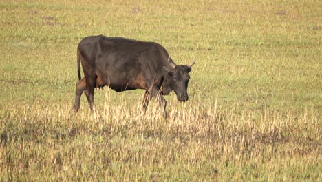 Toma-En-Cámara-Lenta-De-Una-Vaca-Negra-Pastando-En-Un-Campo-De-Hierba