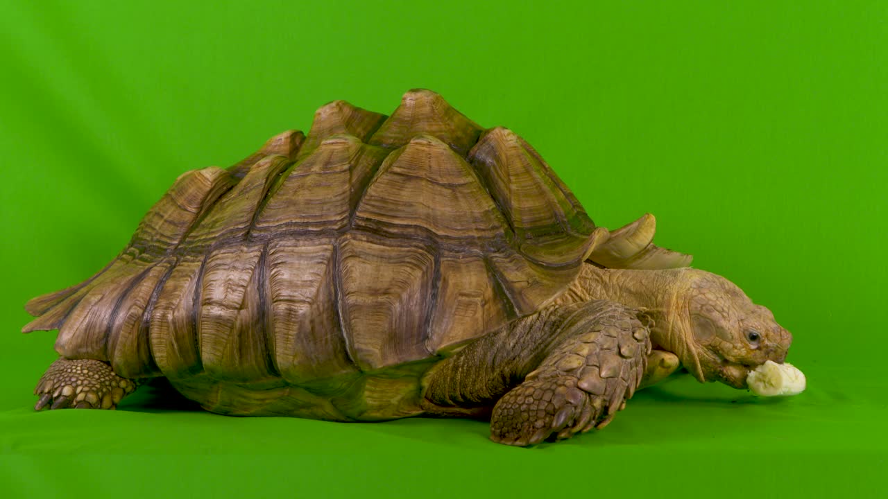 широкий кадр африканской черепахи, съедающей банан на зеленом экране