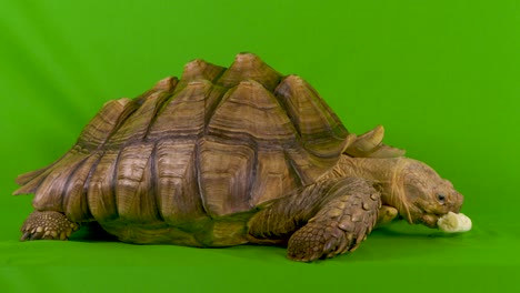 wide shot of a sulcata african spurred tortoise eating a banana on green screen