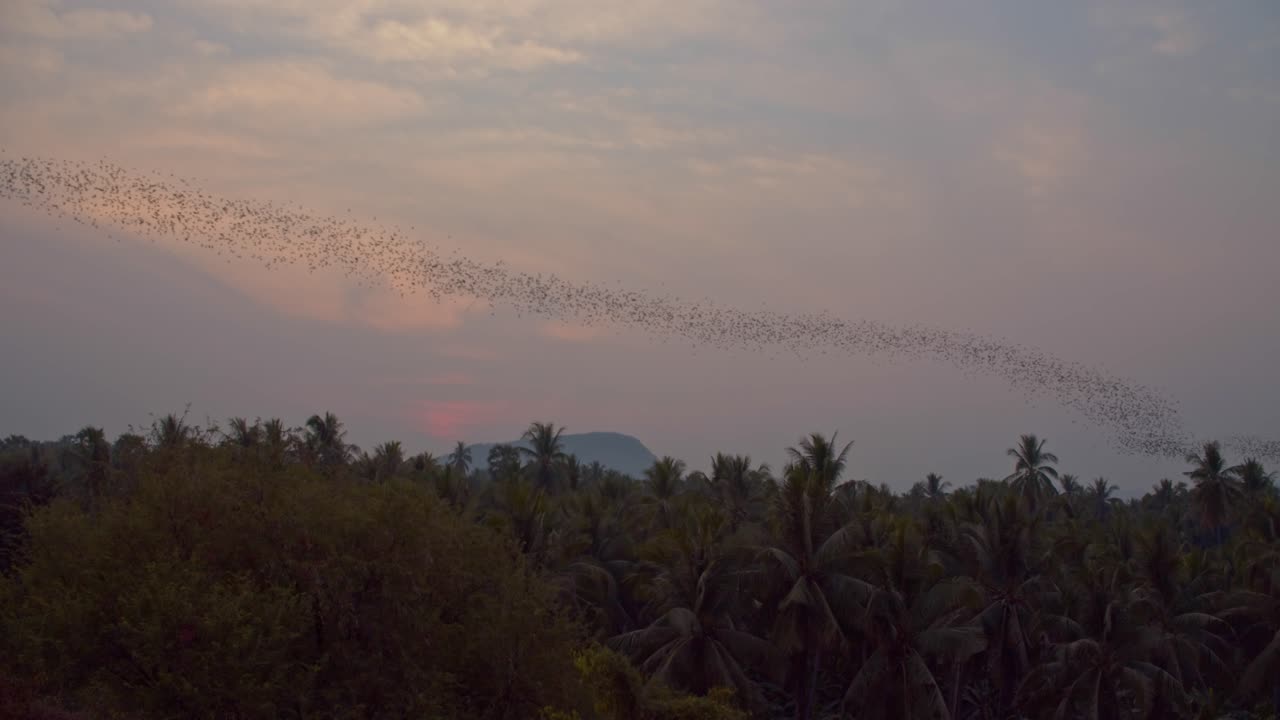 toma constante de una enorme colonia de murciélagos volando en formación de olas sobre la jungla camboyana durante la puesta de sol en 4k