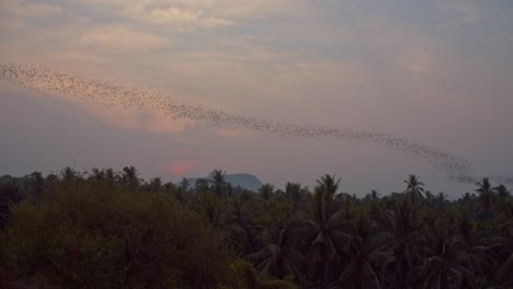 Toma-Constante-De-Una-Enorme-Colonia-De-Murciélagos-Volando-En-Formación-De-Olas-Sobre-La-Jungla-Camboyana-Durante-La-Puesta-De-Sol-En-4k