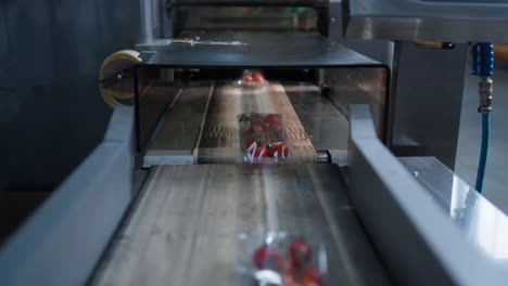 tomato production conveyor belt moving packs in industrial agriculture factory