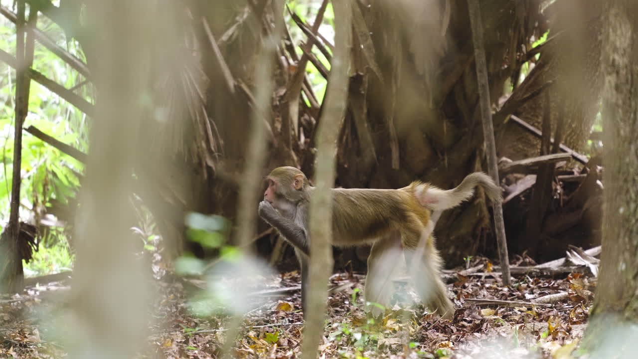 Florida Rhesus Macaque Monkey Eating in Forest
