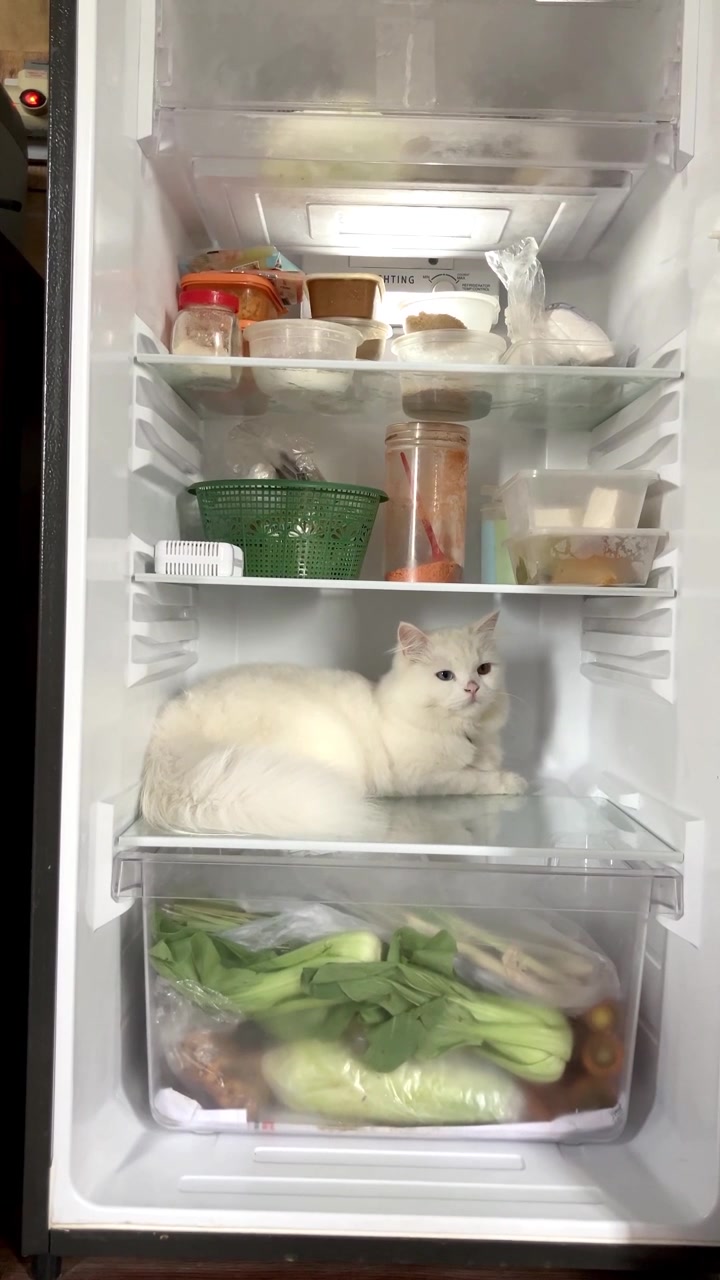 Video verticale al rallentatore di un divertente gatto bianco e soffice con occhi di colore diverso che riposa all'interno di un frigorifero aperto. Il simpatico animale domestico si siede comodamente su uno scaffale di vetro accanto a contenitori di cibo per rinfrescarsi.