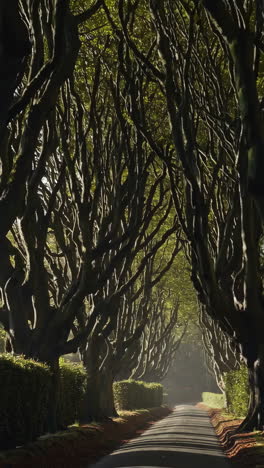 the dark hedges tree tunnel