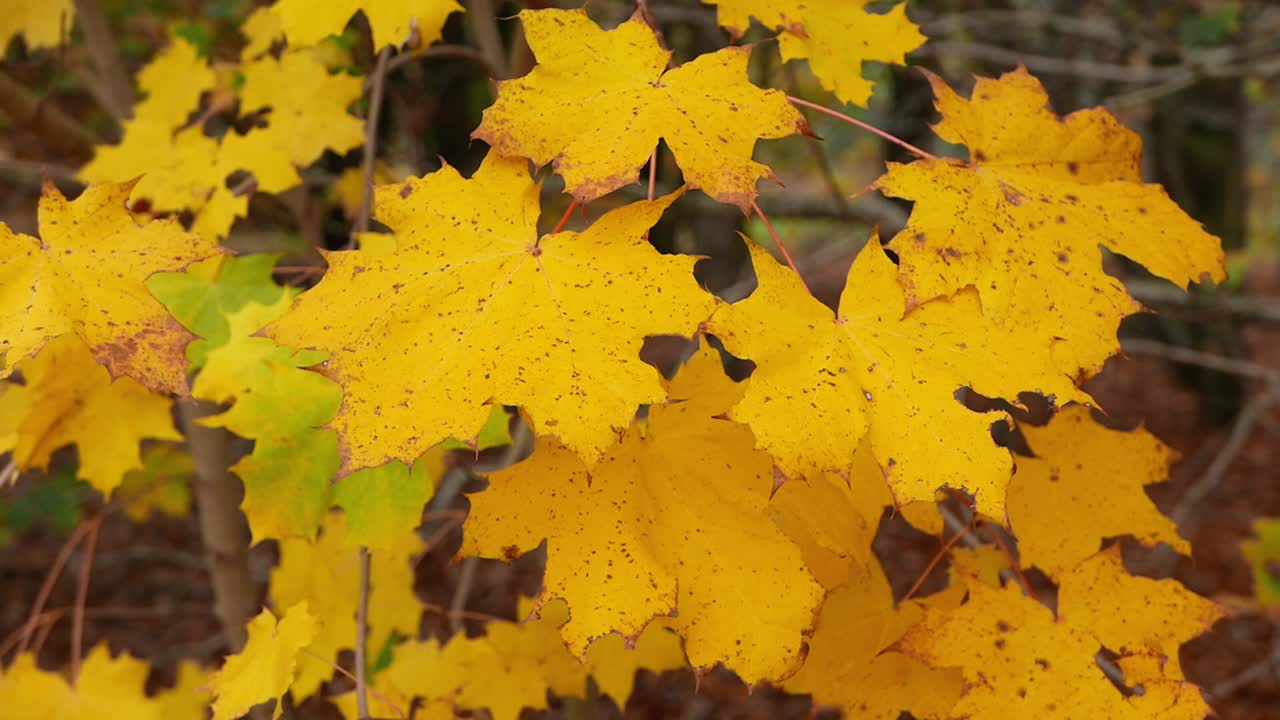 Vergilbende Blätter an einem Baum im Spätherbst. Großbritannien.