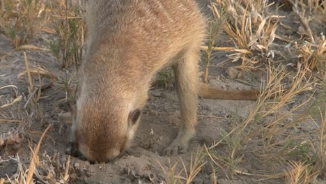 front-view-of-meerkat-digging-in-dry-savannah-for-food,-stirring-up-dust,-watching-out-attentively,-digging-out-scorpion,-chewing