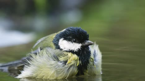 extreme close up of a bird splashing and bathing in water, looking around and chirping, great tit, slow motion