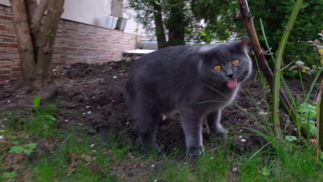 Close up of a British Shorthair cat eating grass in a garden