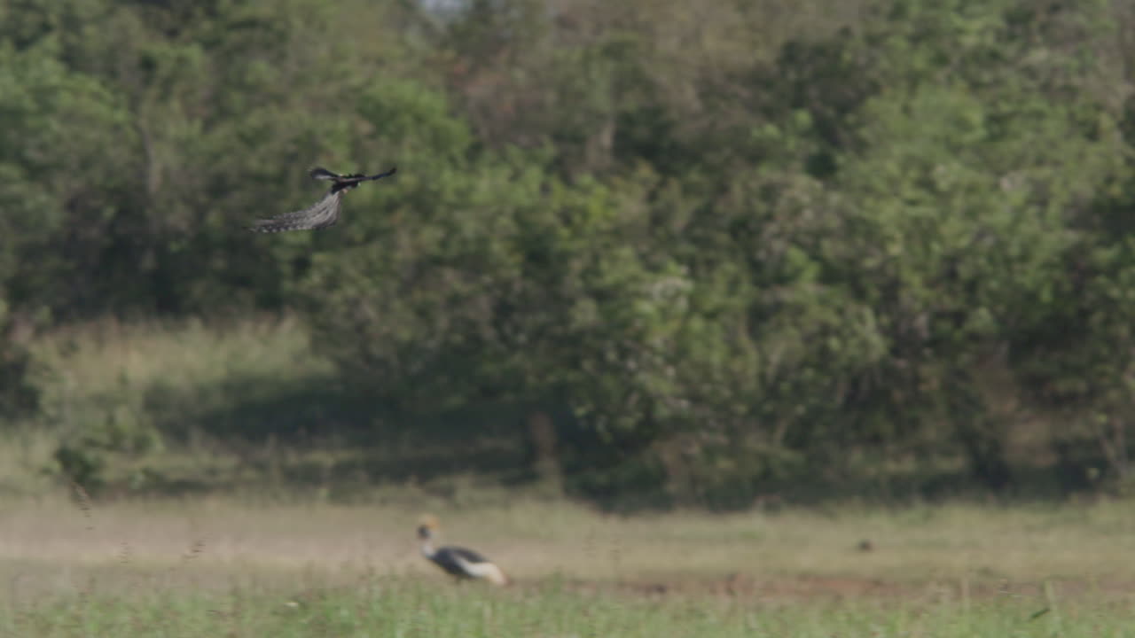 Uccello vedova codalunga che vola leggiadramente sulla savana africana