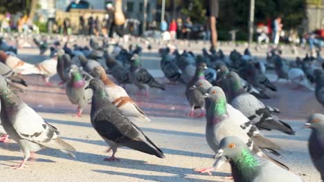 close-up view of crowd of pigeons walking on the ground in the sunlit street