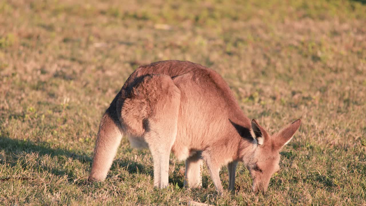A young kangaroo joey feeds on grass in a sunlit open field, captured in warm, natural sunset lighting with a steady, medium shot