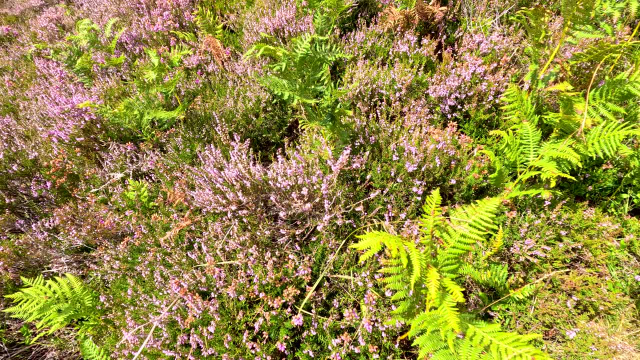 Bright sunlight illuminates heather and ferns gently waving in the wind on a hillside at Loch Brandy, with a steady, close-up camera view