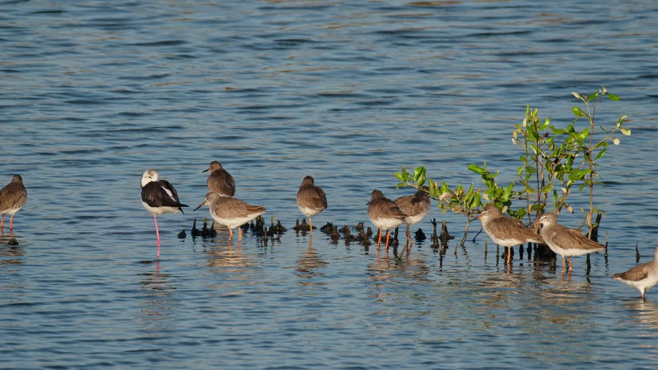다른 새들과 함께 휴식을 취하는 일반적인 redshank 또는 redshank tringa totanus, 태국