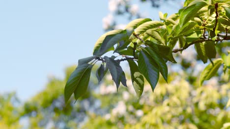 slide shot of leaves shaking in the wind in kyoto, japan 4k