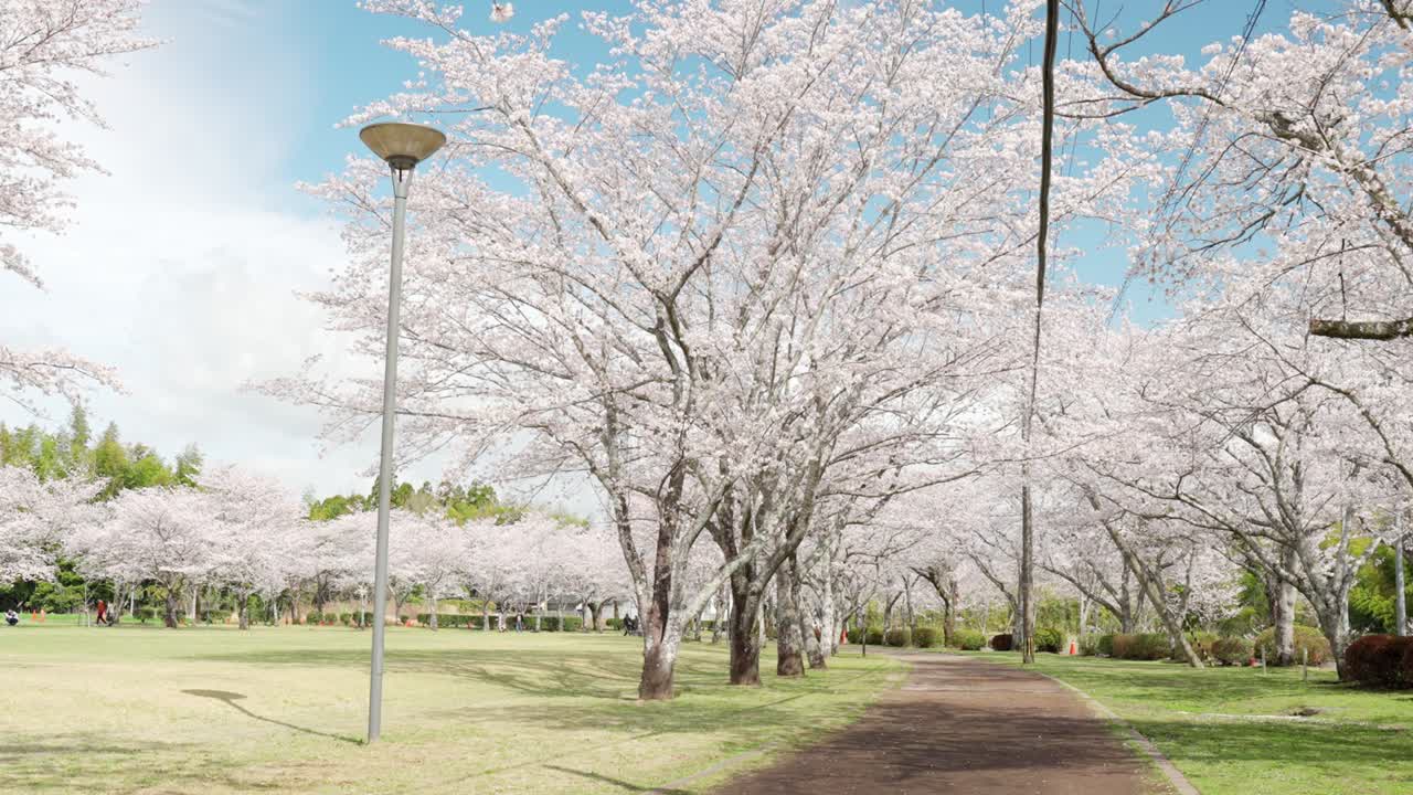Beautiful view of Chugen Park where cherry blossoms are in full bloom